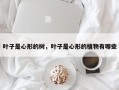 叶子是心形的树，叶子是心形的植物有哪些