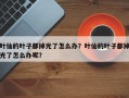 叶仙的叶子都掉光了怎么办？叶仙的叶子都掉光了怎么办呢？