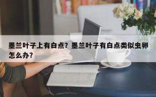 墨兰叶子上有白点？墨兰叶子有白点类似虫卵怎么办？