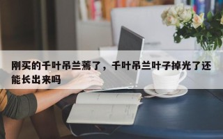 刚买的千叶吊兰蔫了，千叶吊兰叶子掉光了还能长出来吗