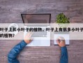 叶子上长小叶子的植物，叶子上有很多小叶子的植物？