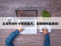 去发财树叶子黑斑偏方，发财树叶面黑斑！