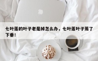 七叶莲的叶子老是掉怎么办，七叶莲叶子蔫了下垂！