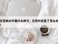 兰花斜立叶是什么样子，兰花叶长歪了怎么办！