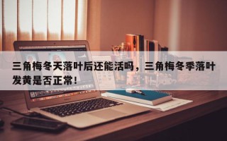 三角梅冬天落叶后还能活吗，三角梅冬季落叶发黄是否正常！