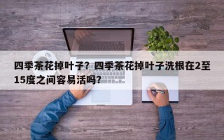 四季茶花掉叶子？四季茶花掉叶子洗根在2至15度之间容易活吗？
