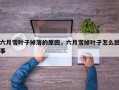 六月雪叶子掉落的原因，六月雪掉叶子怎么回事