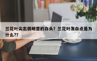 兰花叶尖出很明显的白头？兰花叶发白点是为什么?？