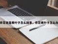 养花老是黄叶子怎么回事，养花黄叶子怎么办