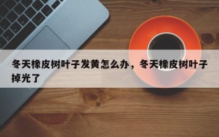 冬天橡皮树叶子发黄怎么办，冬天橡皮树叶子掉光了