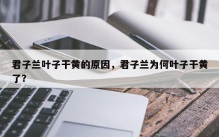 君子兰叶子干黄的原因，君子兰为何叶子干黄了？