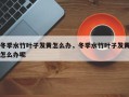 冬季水竹叶子发黄怎么办，冬季水竹叶子发黄怎么办呢