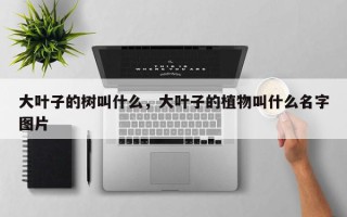 大叶子的树叫什么，大叶子的植物叫什么名字图片