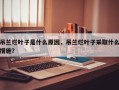 吊兰烂叶子是什么原因，吊兰烂叶子采取什么措施？