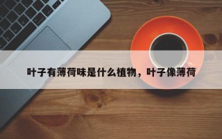 叶子有薄荷味是什么植物，叶子像薄荷