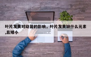 叶片发黄对幼苗的影响，叶片发黄缺什么元素,且矮小
