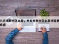 八方来财树怎么养，八方来财树怎么养才能更旺盛