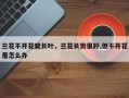 兰花不开花就长叶，兰花长势很好,但不开花是怎么办