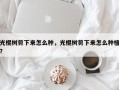 光棍树剪下来怎么种，光棍树剪下来怎么种植？
