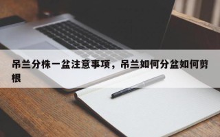 吊兰分株一盆注意事项，吊兰如何分盆如何剪根