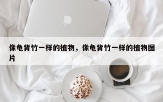 像龟背竹一样的植物，像龟背竹一样的植物图片