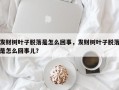 发财树叶子脱落是怎么回事，发财树叶子脱落是怎么回事儿？