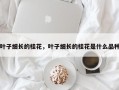 叶子细长的桂花，叶子细长的桂花是什么品种