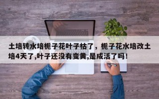 土培转水培栀子花叶子枯了，栀子花水培改土培4天了,叶子还没有变黄,是成活了吗！