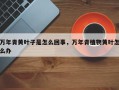 万年青黄叶子是怎么回事，万年青植物黄叶怎么办