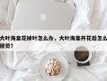 大叶海棠花掉叶怎么办，大叶海棠开花后怎么修剪？