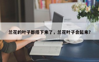 兰花的叶子都搭下来了，兰花叶子合起来？
