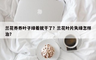 兰花养养叶子绿着就干了？兰花叶片失绿怎样治？