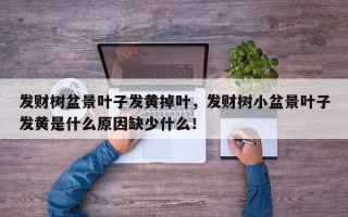 发财树盆景叶子发黄掉叶，发财树小盆景叶子发黄是什么原因缺少什么！