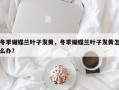 冬季蝴蝶兰叶子发黄，冬季蝴蝶兰叶子发黄怎么办？