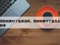 发财树黄叶了能救话吗，发财树黄叶了是怎么回事