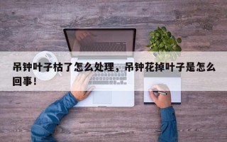 吊钟叶子枯了怎么处理，吊钟花掉叶子是怎么回事！