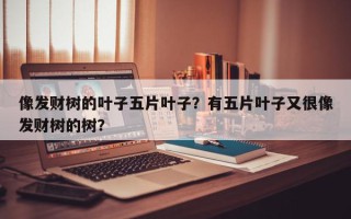 像发财树的叶子五片叶子？有五片叶子又很像发财树的树？