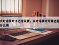 大叶绿萝叶子边缘发黄，大叶绿萝叶片黄边是什么病