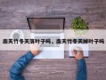 南天竹冬天落叶子吗，南天竹冬天掉叶子吗