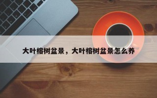 大叶榕树盆景，大叶榕树盆景怎么养