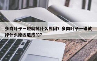 多肉叶子一碰就掉什么原因？多肉叶子一碰就掉什么原因造成的？