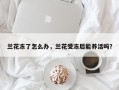 兰花冻了怎么办，兰花受冻后能养活吗？