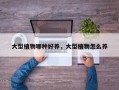 大型植物哪种好养，大型植物怎么养