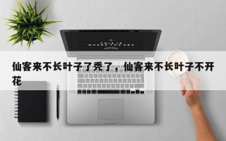 仙客来不长叶子了秃了,仙客来不长叶子不开花 仙客来不长叶子了秃了,仙客来不长叶子不开花