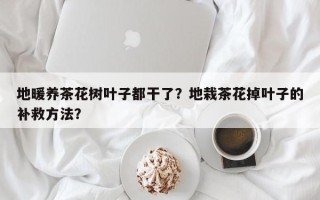 地暖养茶花树叶子都干了？地栽茶花掉叶子的补救方法？