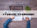 叶子变黄的过程，叶子变黄的过程图片