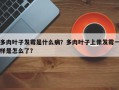 多肉叶子发霉是什么病？多肉叶子上像发霉一样是怎么了？