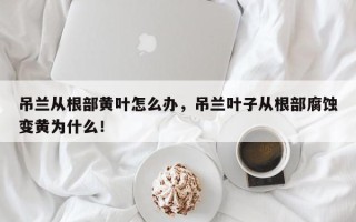 吊兰从根部黄叶怎么办，吊兰叶子从根部腐蚀变黄为什么！