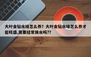 大叶金钻水培怎么养？大叶金钻水培怎么养才能旺盛,需要经常换水吗?？
