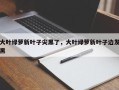 大叶绿萝新叶子尖黑了，大叶绿萝新叶子边发黑